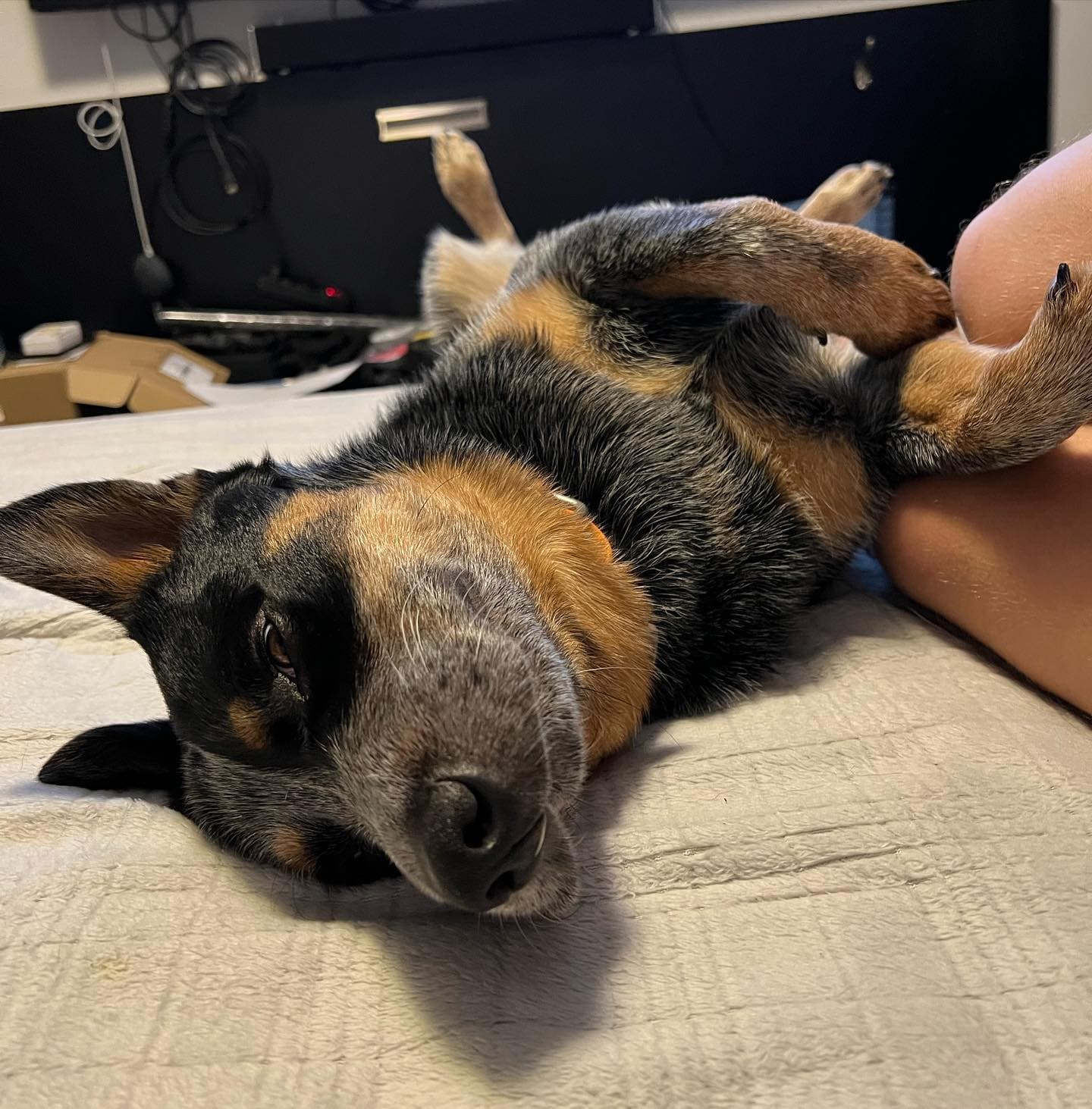 Bandit, 2020